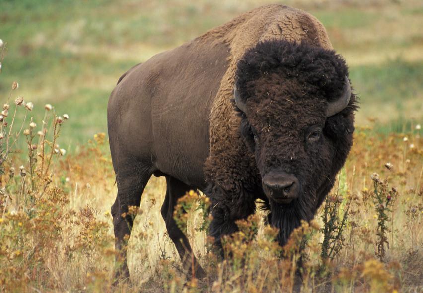 你好,我想了解一下痔疮膏