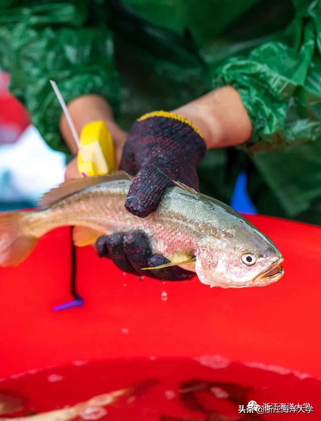 《浙江日报》深读｜大黄鱼：“王者”归来的传奇
