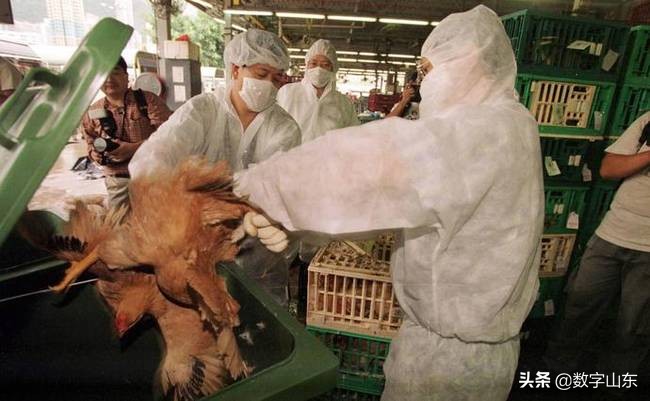 山东青岛莱西市九联肉鸡厂位置,青岛莱西市九联鸡厂流水线视频