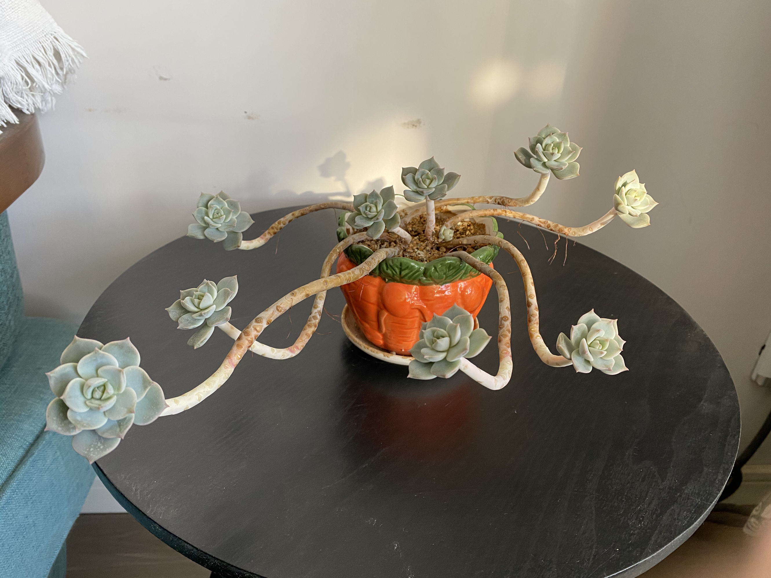 徒长的多肉怎样变悬崖桩,徒长了的多肉怎么处理