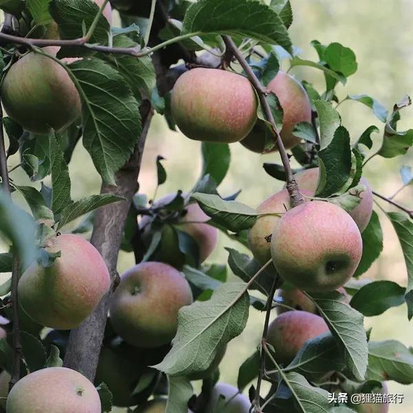 五莲山九仙山为什么有名,五莲九仙山孙膑书院的传说