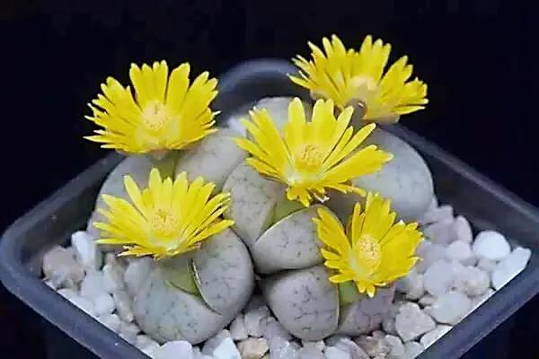 多肉生石花好看视频,多肉生石花开图