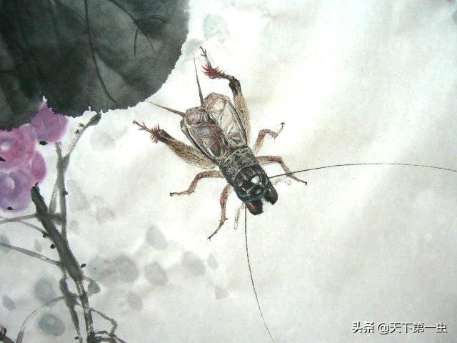 蟋蟀虫谱口诀,蟋蟀转手卖的技巧