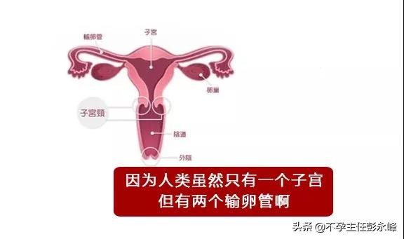 一直以为自己是跑得最快的那颗精子，原来并不是……