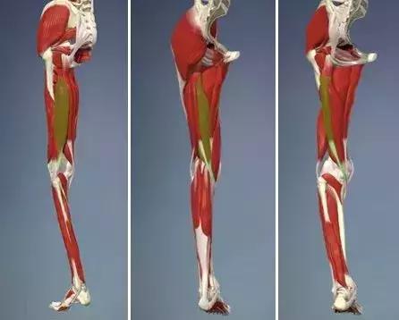 腘绳肌拉伤二级拉伤,腘绳肌拉伤如何判断是肌腱拉伤