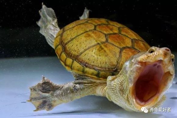 已经养的龟不吃食怎么办,加温养龟死亡原因