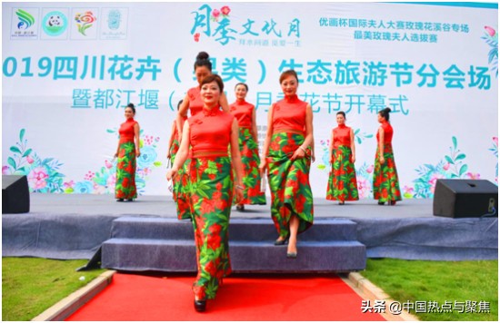 都江堰第三届菊花展,都江堰月季展览会