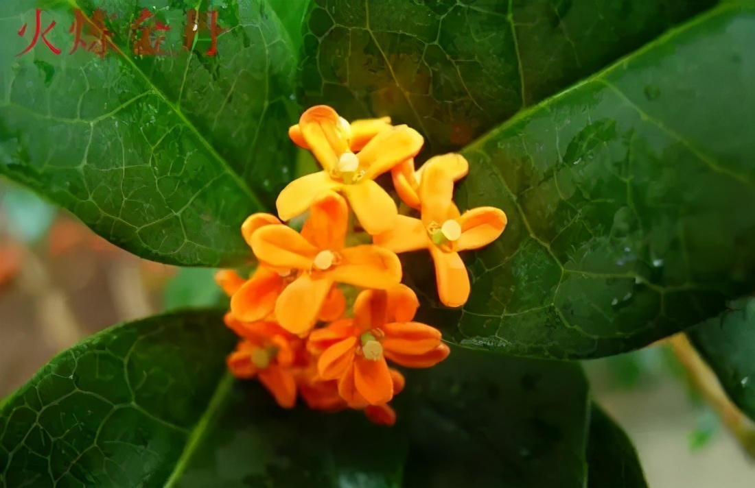 桂花发了好多新芽,桂花品种对比一览表