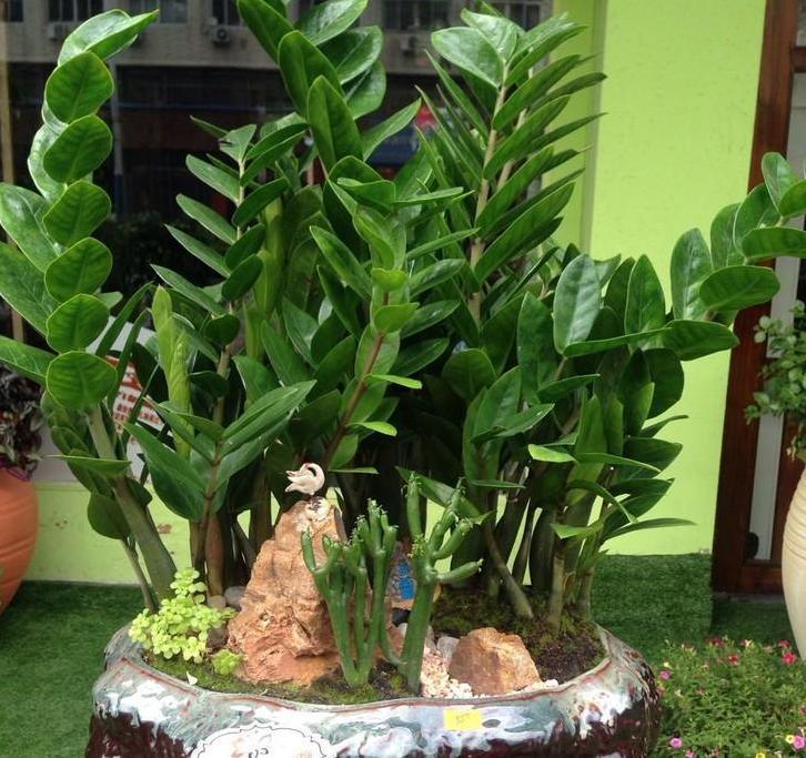 金钱树越长越旺盛怎么养护,金钱树如何养护才能长得旺盛