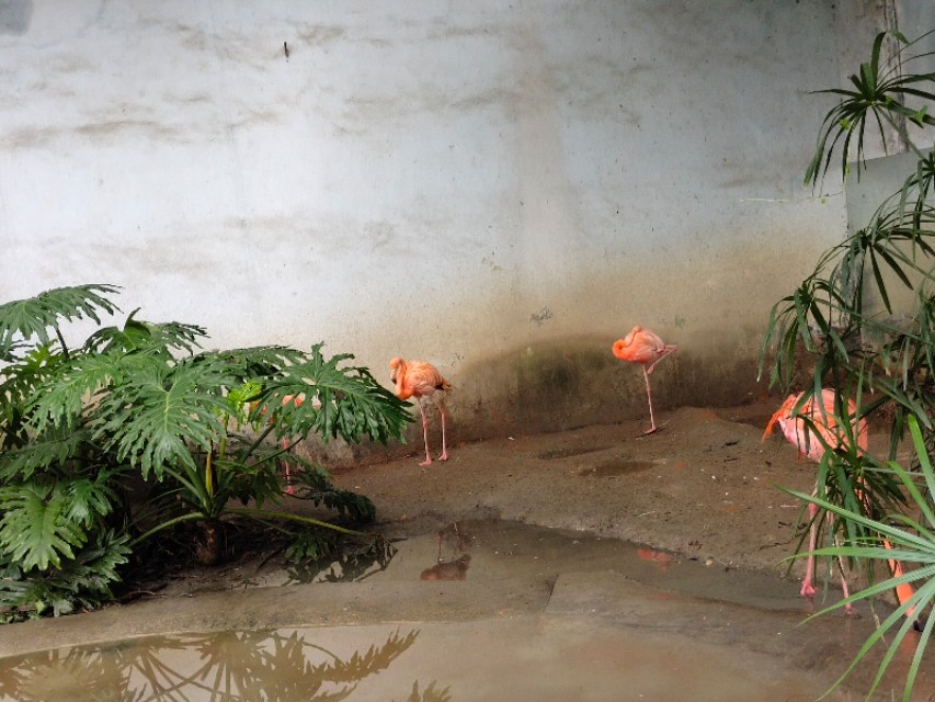 成都动物园免费预约,成都动物园视频全景