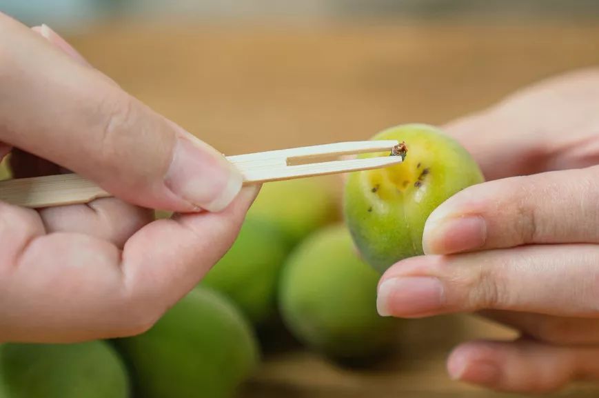 青梅的做法酸甜视频,爽脆青梅的做法
