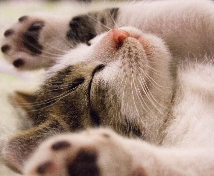 猫咪的肉垫有哪些,猫咪的肉垫特别红