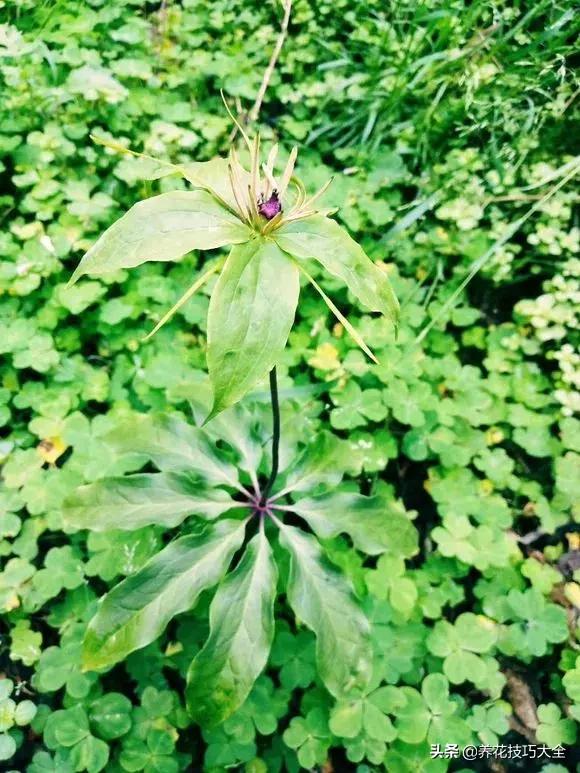 七叶一枝花民间传说,农村野生七叶一枝花