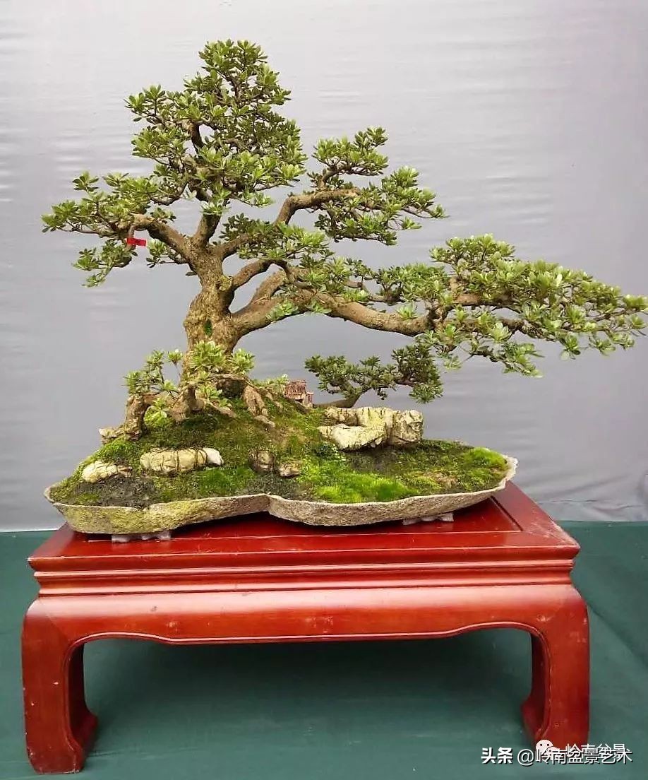 室内十大盆景名贵树种排名,十大盆景名贵树种排名火棘