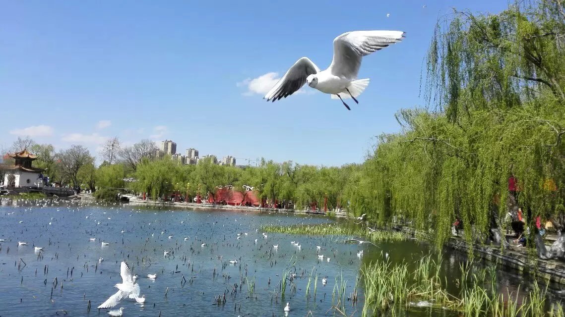 我眼中的昆明,昆明春之城