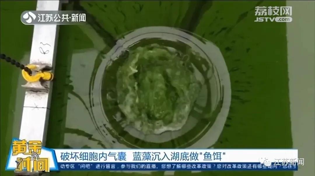 太湖蓝藻为什么年年爆发,太湖蓝藻疯长
