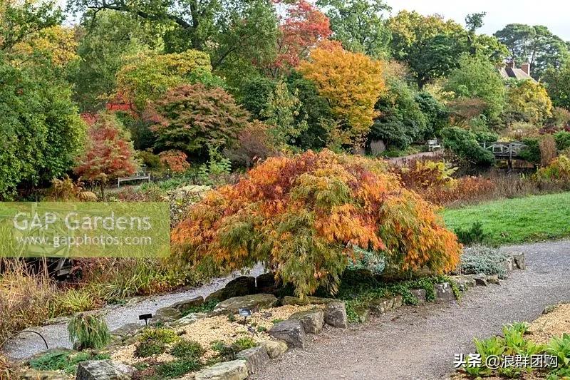 中式庭院藤类植物,枫树和紫藤