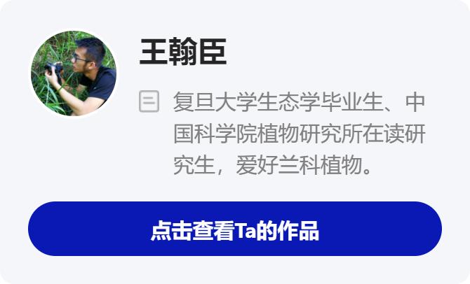 天价兰花成交,昂贵的野生兰花