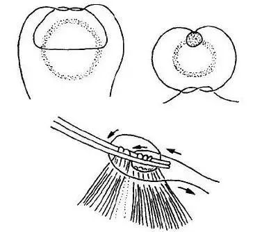 外科缝合方法笔记,兽医外科手术中最常用的缝合方法