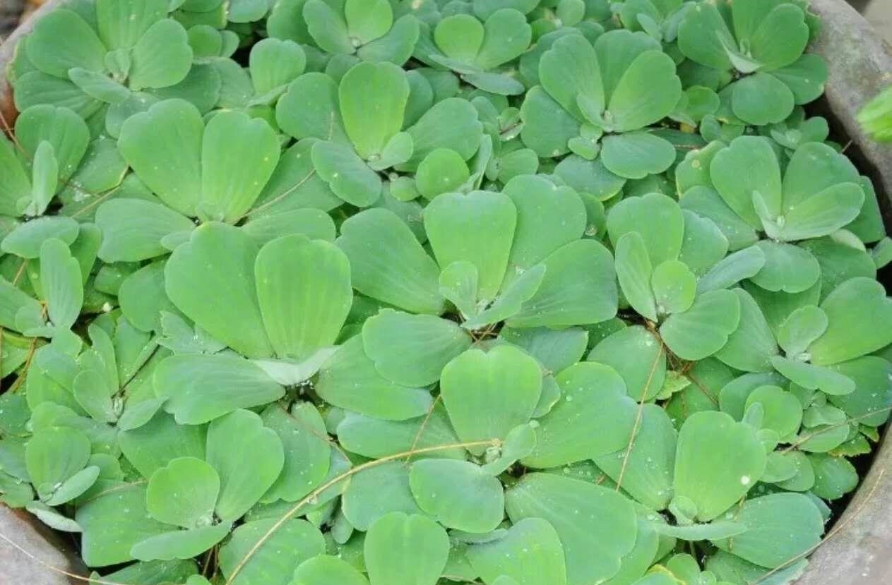 鱼缸小鱼太孤单，给上几株水芙蓉！净化水质鱼儿开心，怎么养？