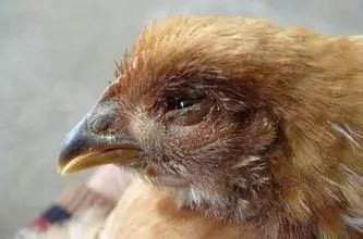 鸡的头肿眼肿怎么治疗,鸡的头肿得了什么病