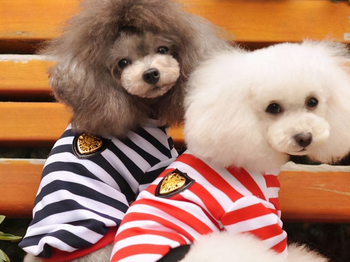 泰迪熊贵宾犬怎么变白,白色贵宾犬吃什么可以让毛变白