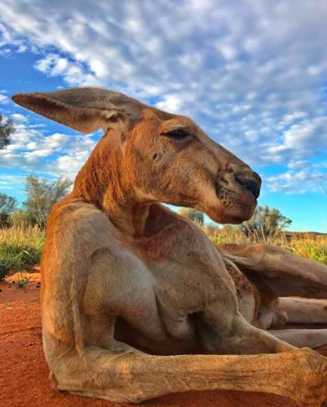 袋鼠死了多少,袋鼠去世完整视频