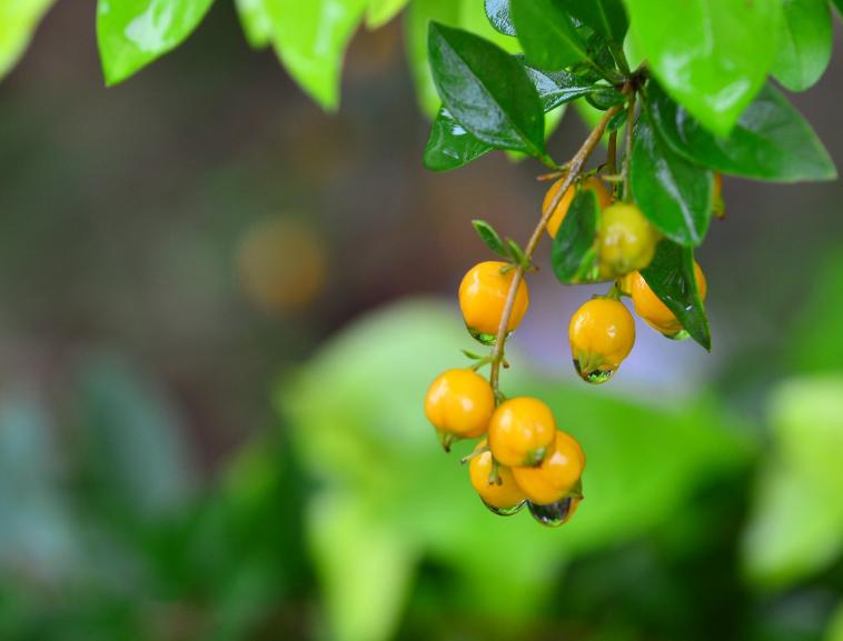 描写秋雨的诗句古诗10首,偏爱清秋夜雨时的上一句