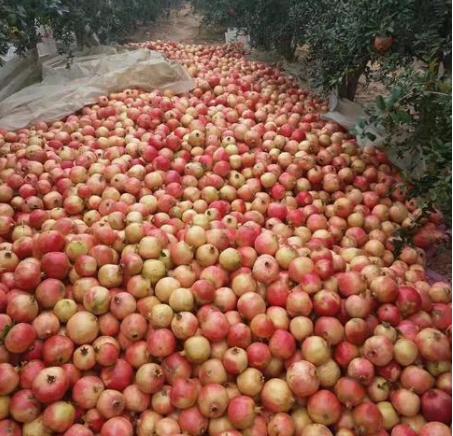 国内畅销的进口水果,最近很火的进口水果