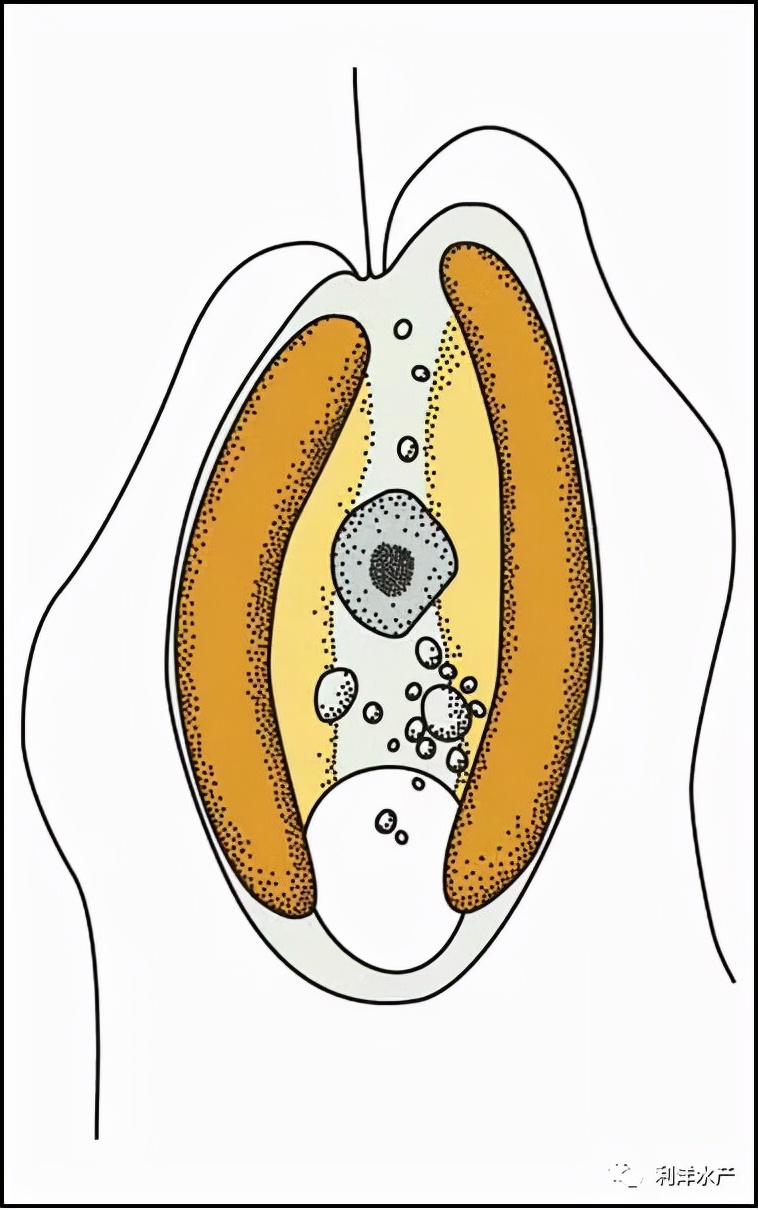 金藻如何处理,三毛金藻鱼中毒的表现