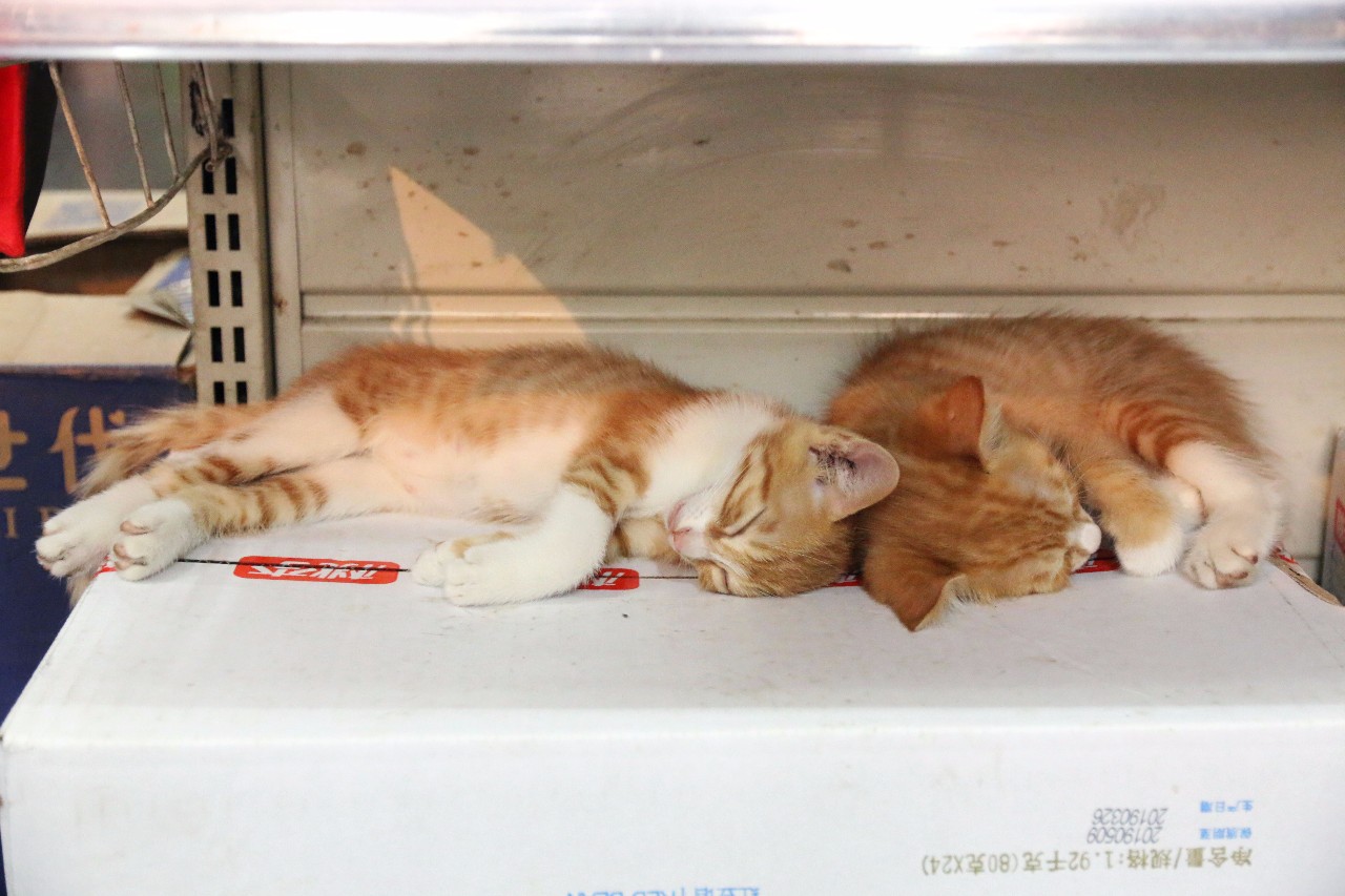 西安最被低估的大学西安工业大学,西安建筑科技大学实力怎么样