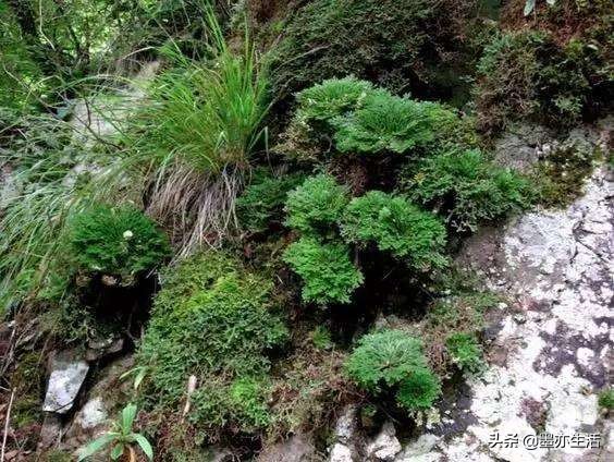 金庸小说中草药,金庸小说十大剧毒