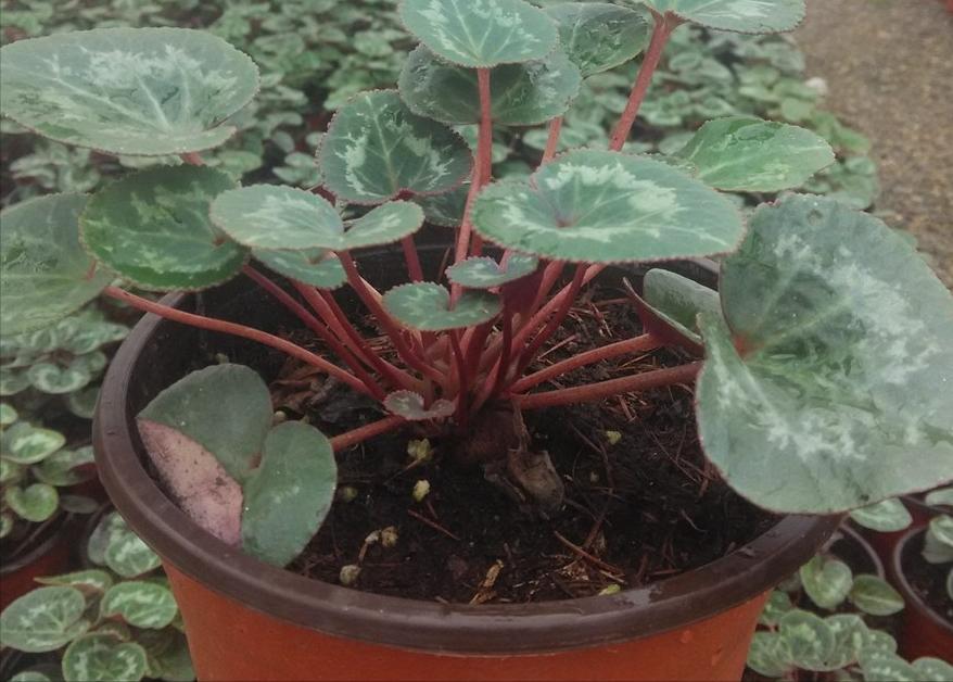 仙客来太湿怎么处理,仙客来花矮怎么办