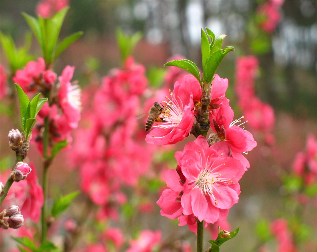 盆栽桃花养殖方法,桃花盆栽怎么养