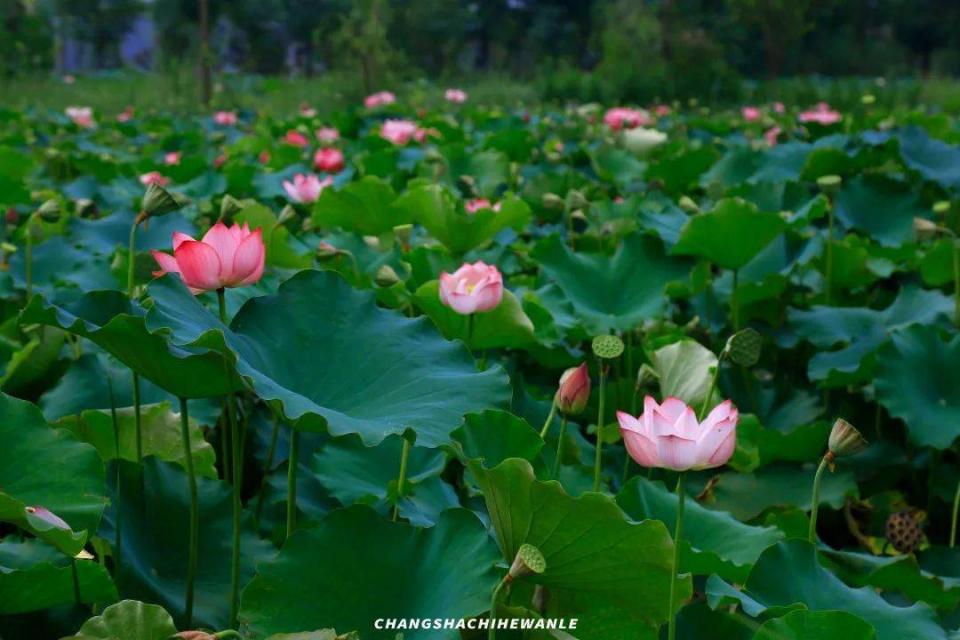 洋沙湖5.1一日游攻略,洋沙湖游玩攻略一天