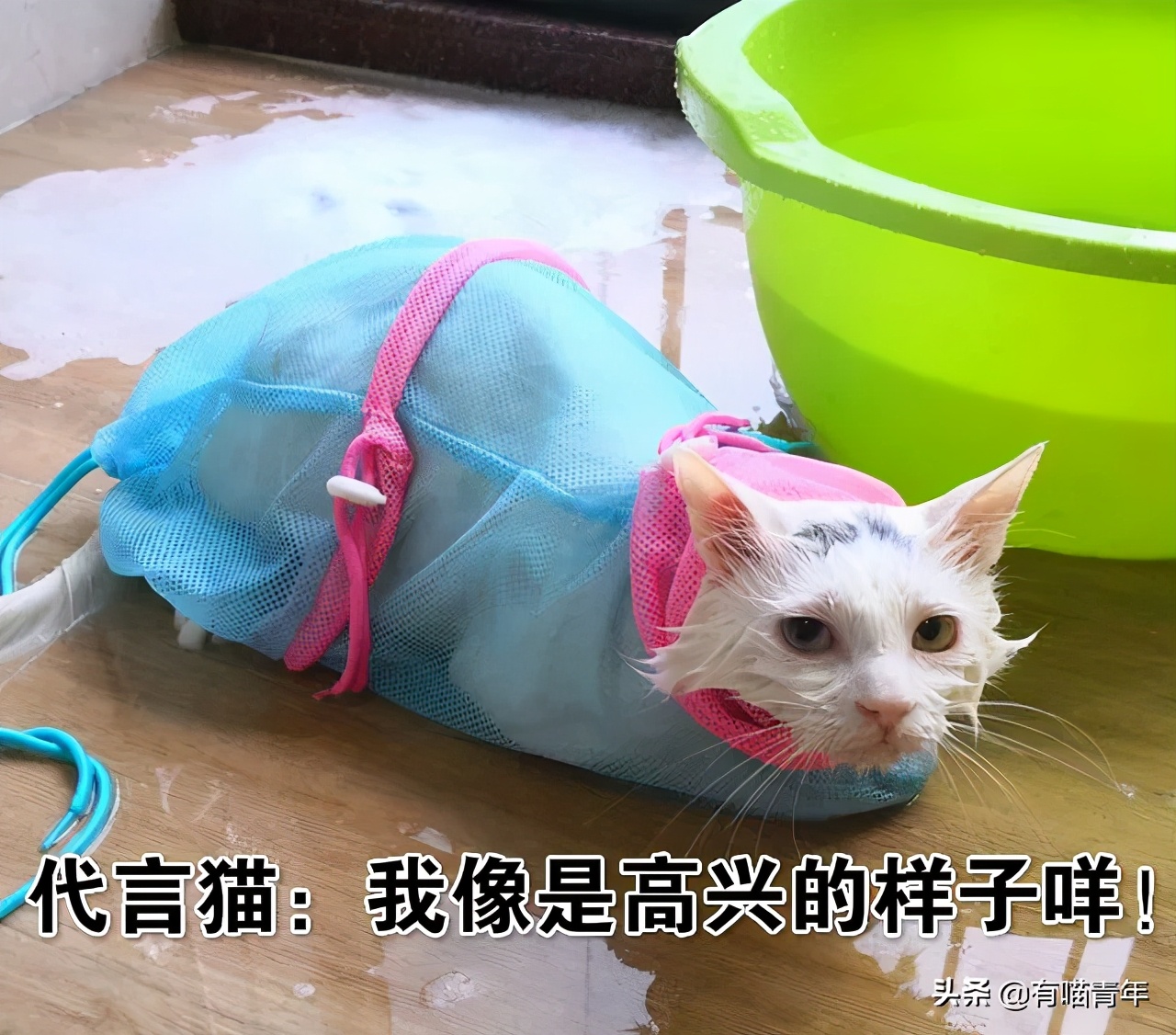 我给猫花的冤枉钱，能在广州买一套房