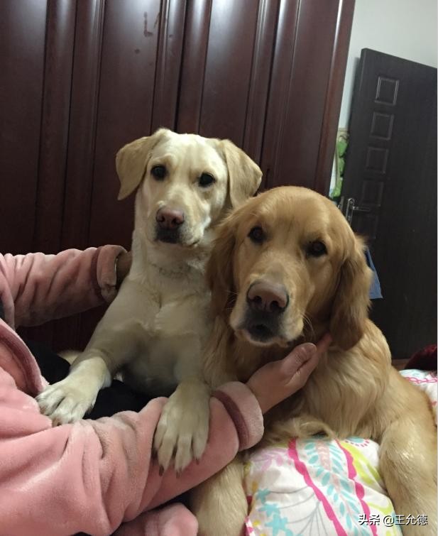 拉布拉多犬的饲养技巧和注意事项,拉布拉多犬是怎么样的狗