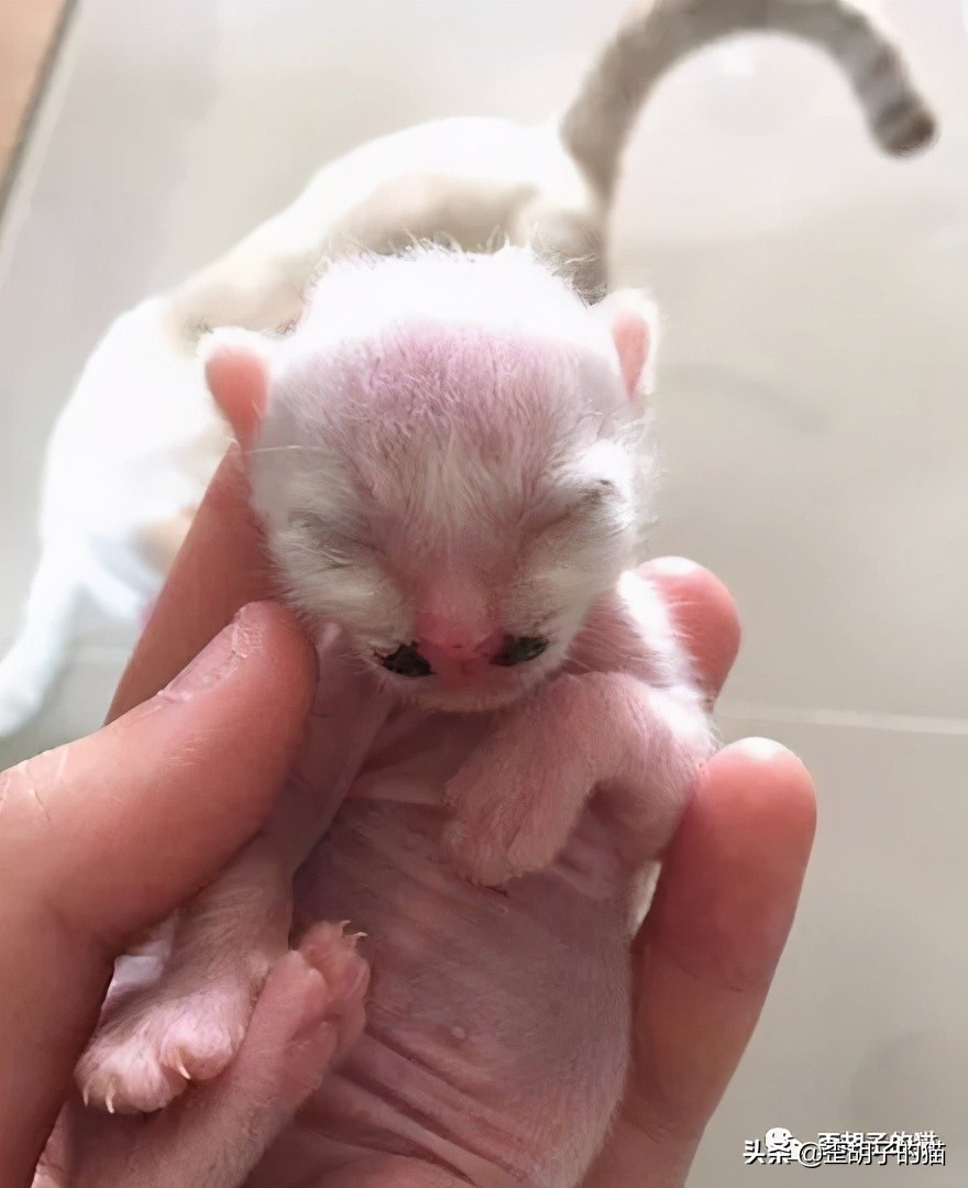 如何看出猫咪年龄有多大,如何判断猫咪的年龄