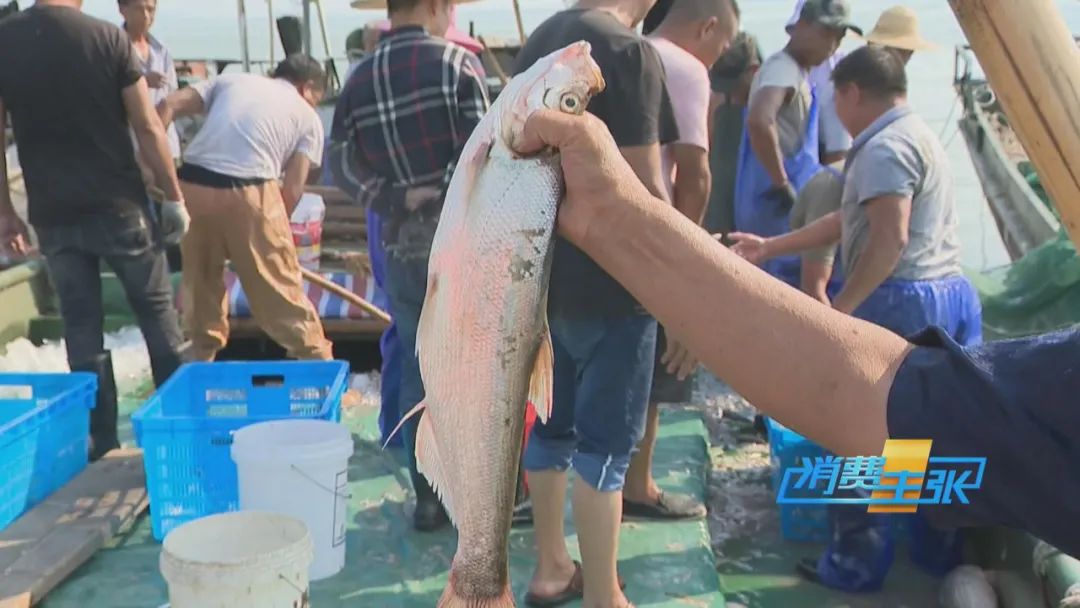 直击太湖开湖现场！鲜美湖鲜大量上市，资深吃货准备好了吗？