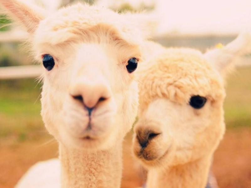 去动物园羊驼不能做的事情,动物园羊驼吐口水