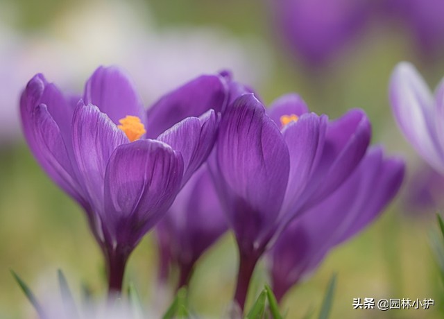 藏红花真的有那么好吗,藏红花揭秘内幕