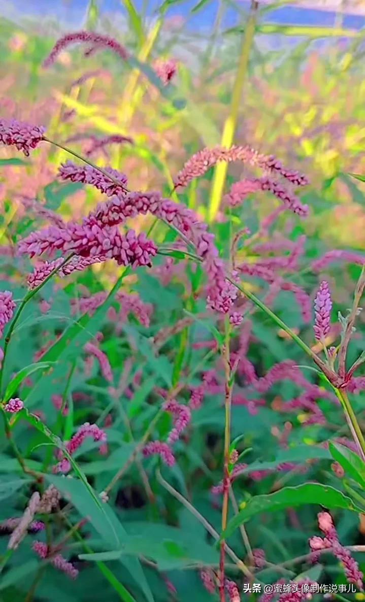 清新养眼青山绿水风景桌面壁纸,壁纸图片蓝天白云青山绿水