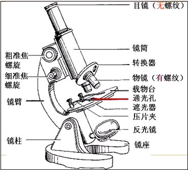 生物显微镜知识点视频教程,生物显微镜观察细胞的步骤