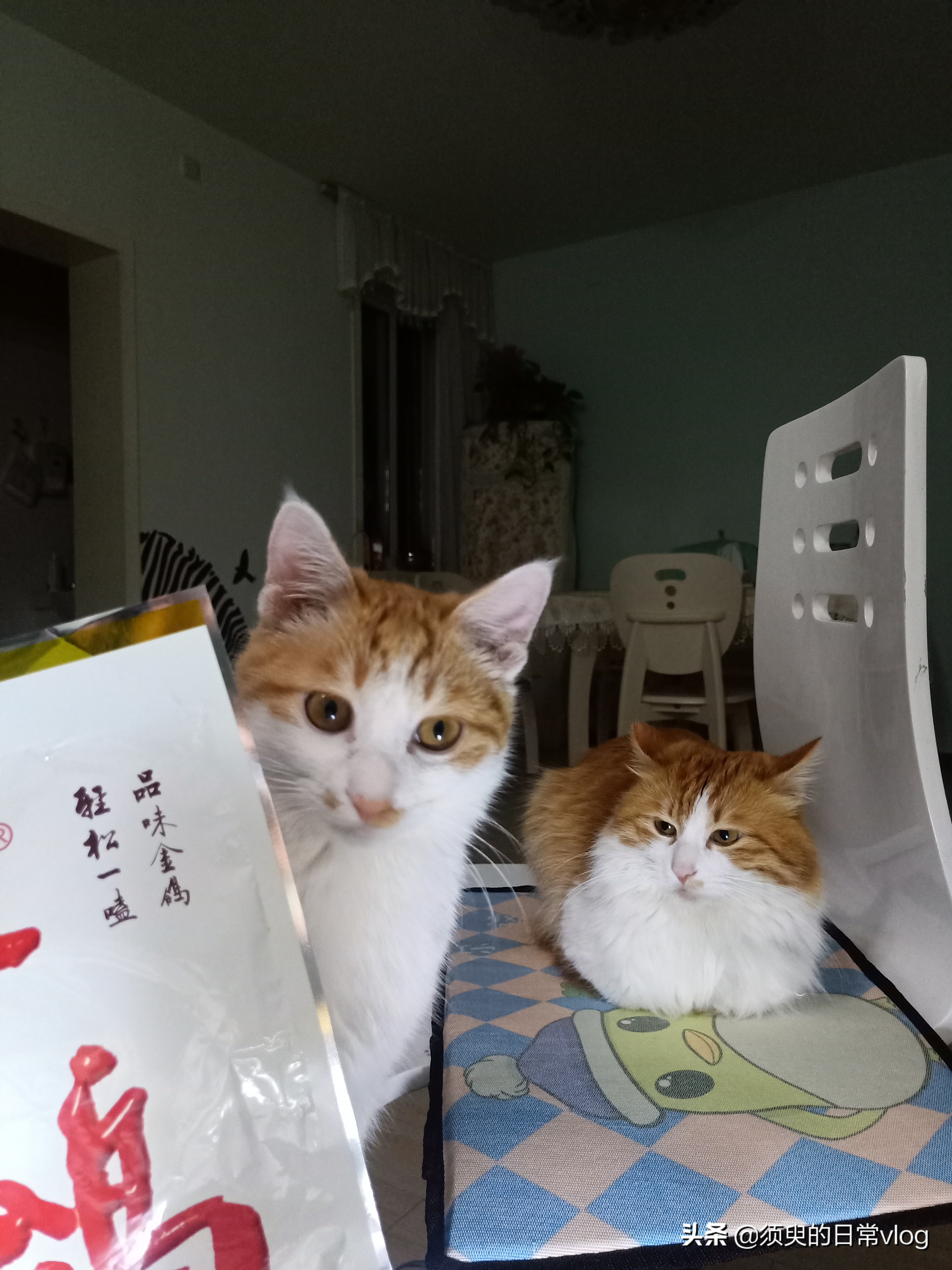朋友的猫寄养在我家我的猫很凶,猫寄养在别人家有什么禁忌