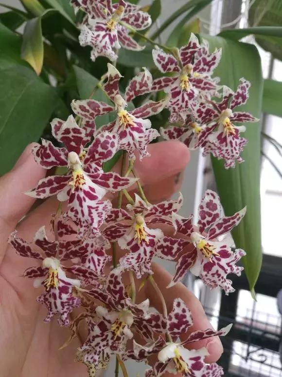 开花时间最长最香最好养的兰花,一年四季开花的兰花有几种