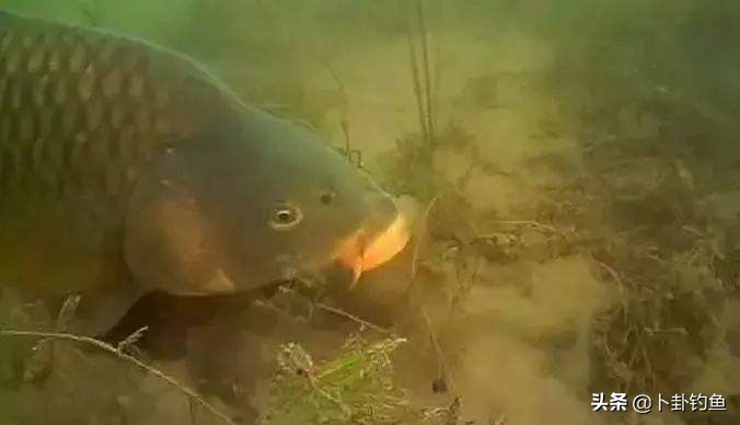 野钓打窝用老坛玉米好还是用酒米,酒米和老坛玉米一起打窝可以吗