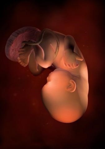 胎儿发育全过程标本,是否能看到胎儿的发育过程