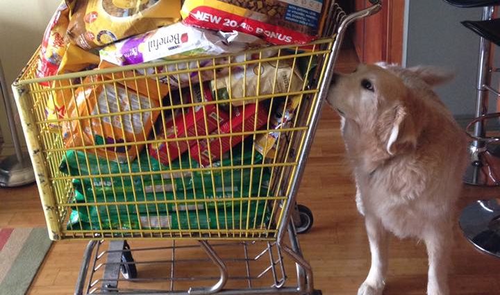 给狗狗自制狗粮可以放调料么,怎么用两种蔬菜给狗狗做狗粮