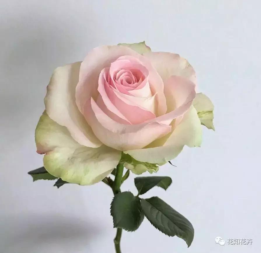 中国玫瑰大家族——雪山玫瑰详解（二）