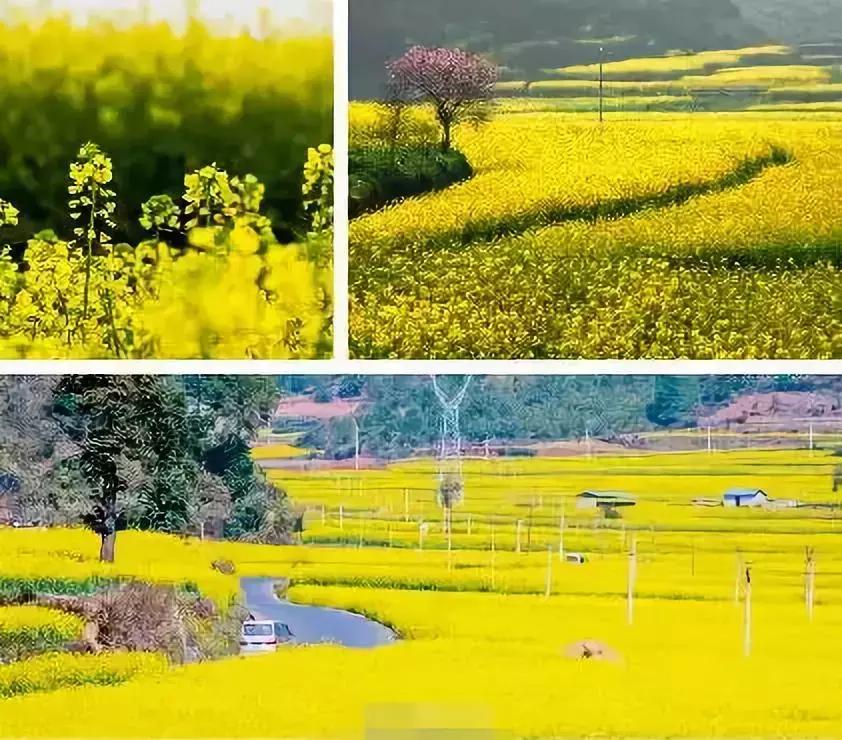 天津除了桃花堤哪里还有桃花,天津看桃花的北运河桃花堤